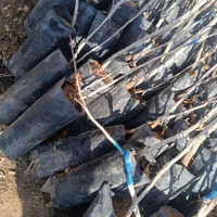 نهال ۴ساله میوه گردو وخانواده بری|خدمات باغبانی و درختکاری|تویسرکان, |دیوار