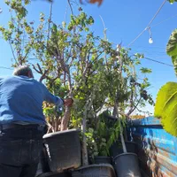 درخت و نهال تنه دار قوی نما دار