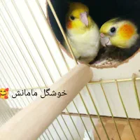عروس هلندی گم شده