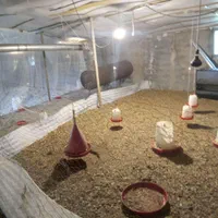 مرغداری اجاره|اجارهٔ دفتر صنعتی، کشاورزی، تجاری|لاهیجان, آهندان|دیوار