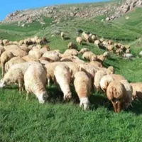 مرکز فروش بره و گوسفند نذری و...|حیوانات مزرعه|قم, شهرک مهدیه|دیوار