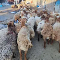 گوسفند زنده ۲۴س از ۲۵کیلو به بالا زنده|حیوانات مزرعه|کرج, باغستان|دیوار