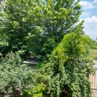 ویلا باغ با سند سنگر رشت|فروش خانه و ویلا|سنگر, |دیوار