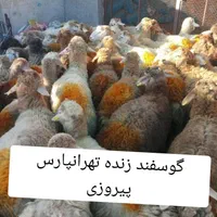 گوسفند زنده شبانه روزی سرتاسر تهران در اسراع وقت|حیوانات مزرعه|تهران, نیروی هوایی (پیروزی)|دیوار