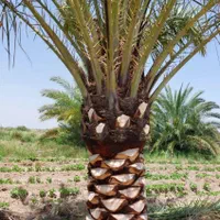باغبانی یاسمن