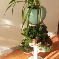 جای گلدان ۵ تایی فومیزه|گل و گیاه طبیعی|اصفهان, باغ فدک|دیوار