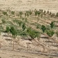 فروش باغ سنددار درنمرودمعاوضه باآپارتمان و خودرو.