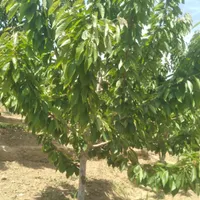 خرید و فروش باغ در روستای وردیج|فروش زمین و ملک کلنگی|تهران, شهرک شهید باقری|دیوار