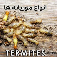 سمپاشی صدراریشه کنی موریانه