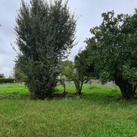 زمین قابل معاوضه بر اصلی روستا (محصور و کنتور برق)|فروش زمین و ملک کلنگی|رشت, آزادگان|دیوار