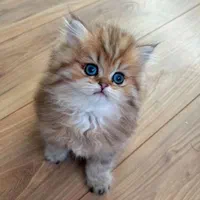 بچه گربه های اشرافی در مشهد|گربه|مشهد, امیریه|دیوار