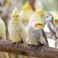 فروش عروس هلندی دستی سخنگو با ضمانت یک ساله|پرنده|تهران, جیحون|دیوار