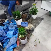 خدمات باغبانی متخصص گل منزل کودهی تعویض خاک گلدان|خدمات باغبانی و درختکاری|تهران, ونک|دیوار