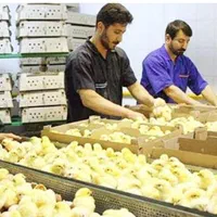 فروش تخم نطفه داروجوجه گوشتی|حیوانات مزرعه|شیراز, بازار|دیوار