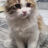 گربه گمشده