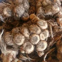 فروش پیاز زعفران