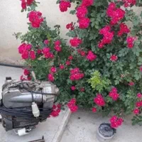 لوله بازکنی ونشت یابی بازکن چاه کن دقیقکاران البرز|خدمات پیشه و مهارت|کرج, باغستان|دیوار