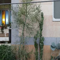 گل کاکتوس و کراسولا|گل و گیاه طبیعی|سیاهکل, |دیوار