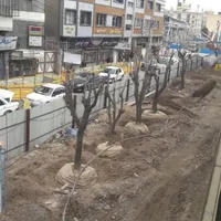 انواع درخت ها بن دار ونهال ممثمر وغیر ممثمر طراحی|خدمات باغبانی و درختکاری|تهران, افسریه|دیوار