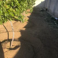 خدمات باغبانی میوه چیدن چمن زنی پخش اب