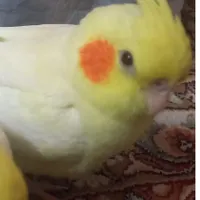 گمشده جوجه عروس هلندی