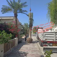 سیرجان نخل تنها عاملیت رسمی نخل مثمر پالم|گل و گیاه طبیعی|سیرجان, |دیوار