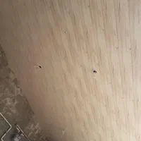 نصب کمپارس و سقف کاذب و پرسیانا|خدمات پیشه و مهارت|بندر انزلی, مسکن مهر|دیوار