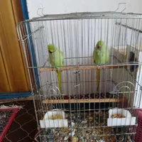 طوطی