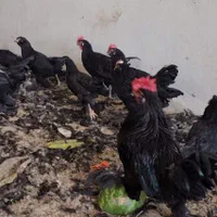 خروس تمام سیاه وماشینی جهت قربانی|حیوانات مزرعه|تهران, باغ فیض|دیوار