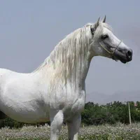 پانسیون (باشگاه سوارکاری) آموزش سوارکاری|خدمات آموزشی|کرمانشاه, |دیوار
