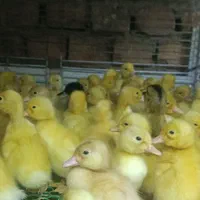 فروش جوجه اردک و جوجه رنگی|حیوانات مزرعه|کرمان, |دیوار