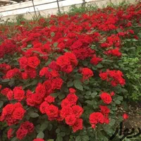 باغبانی بهار