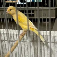 ۲ عدد  قناری|پرنده|تهران, هفت چنار|دیوار
