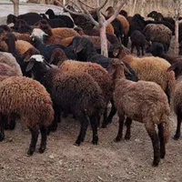 بره چاق گوسفندقربانی|حیوانات مزرعه|مشهد, آزادشهر|دیوار