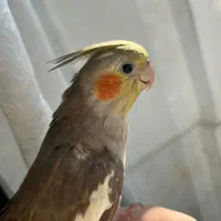 عروس هلندی گم شده