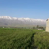 ۱۸۰۰۰متر مزرعه بزرگ.با ۲۸ساعت آب شیش آنچ در هفته|فروش دفتر صنعتی، کشاورزی، تجاری|نهاوند, |دیوار