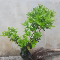 یاس هلندی نایلکسی چهار ساله|گل و گیاه طبیعی|رشت, سلیمانداراب|دیوار