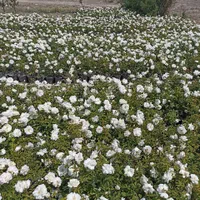 گل رز|گل و گیاه طبیعی|کرج, ملک‌آباد|دیوار