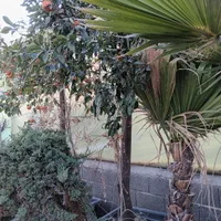 شمشاد یاس هلندی کاج بلند بزرگ نهال درخت گل وگیاه|خدمات باغبانی و درختکاری|تهران, باغ خزانه|دیوار