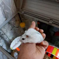 موش همستر کمپل رنگ سفید و قهوه ای نر و ماده بالغ|موش و خرگوش|تبریز, |دیوار