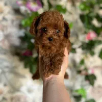 توله سگ تاینی توی دارک رد وارداتی ۷۵ روز|سگ|تهران, سعادت‌آباد|دیوار