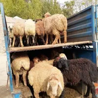 دامداری برکت شاهان شعبه 1شهر ری تهران گوسفند زنده|حیوانات مزرعه|ری, دولت‌آباد|دیوار