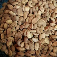 قوتو اصل کرمان|خوردنی و آشامیدنی|مشهد, کوشش|دیوار