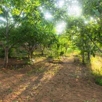 باغ زمین کشاورزی شوراب صغیر