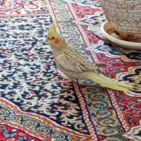 گمشده