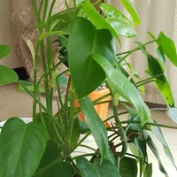 مونسترا در گلدان شیشه ای|گل و گیاه طبیعی|تهران, ونک|دیوار