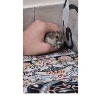 همستر نژاد کمپل کوتوله ماده باهوش