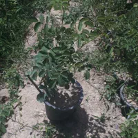 گل محمدی عطری