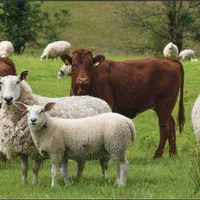 دامداری ثامن انواع نژادهمه وزنی تکی