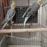یک جفت عروس هلندی|پرنده|کرمان, |دیوار